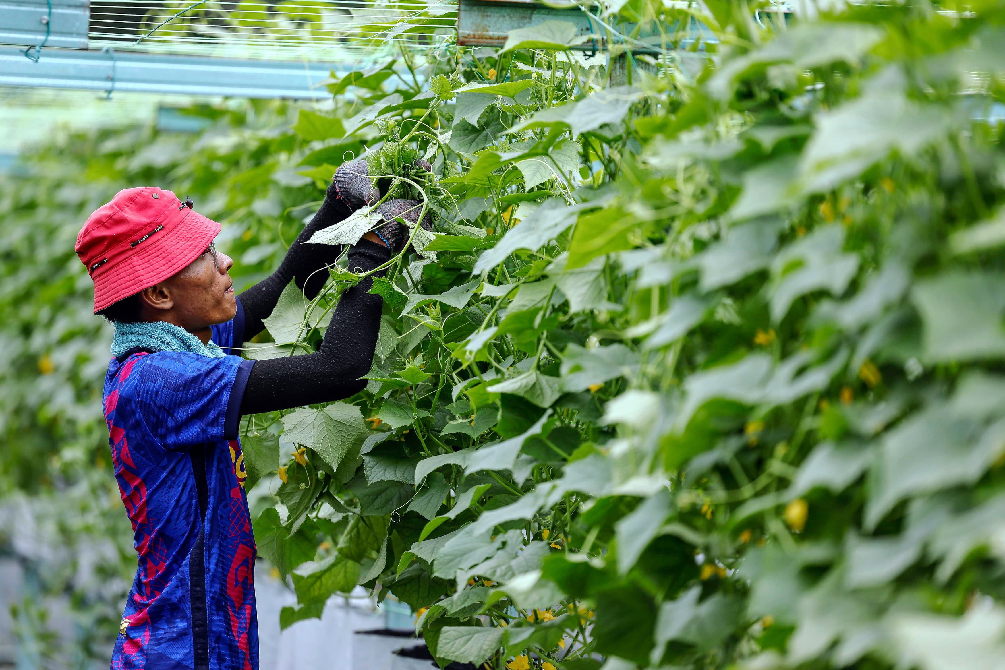 Tanam timun secara fertigasi jana pendapatan cecah RM8,000 sebulan
