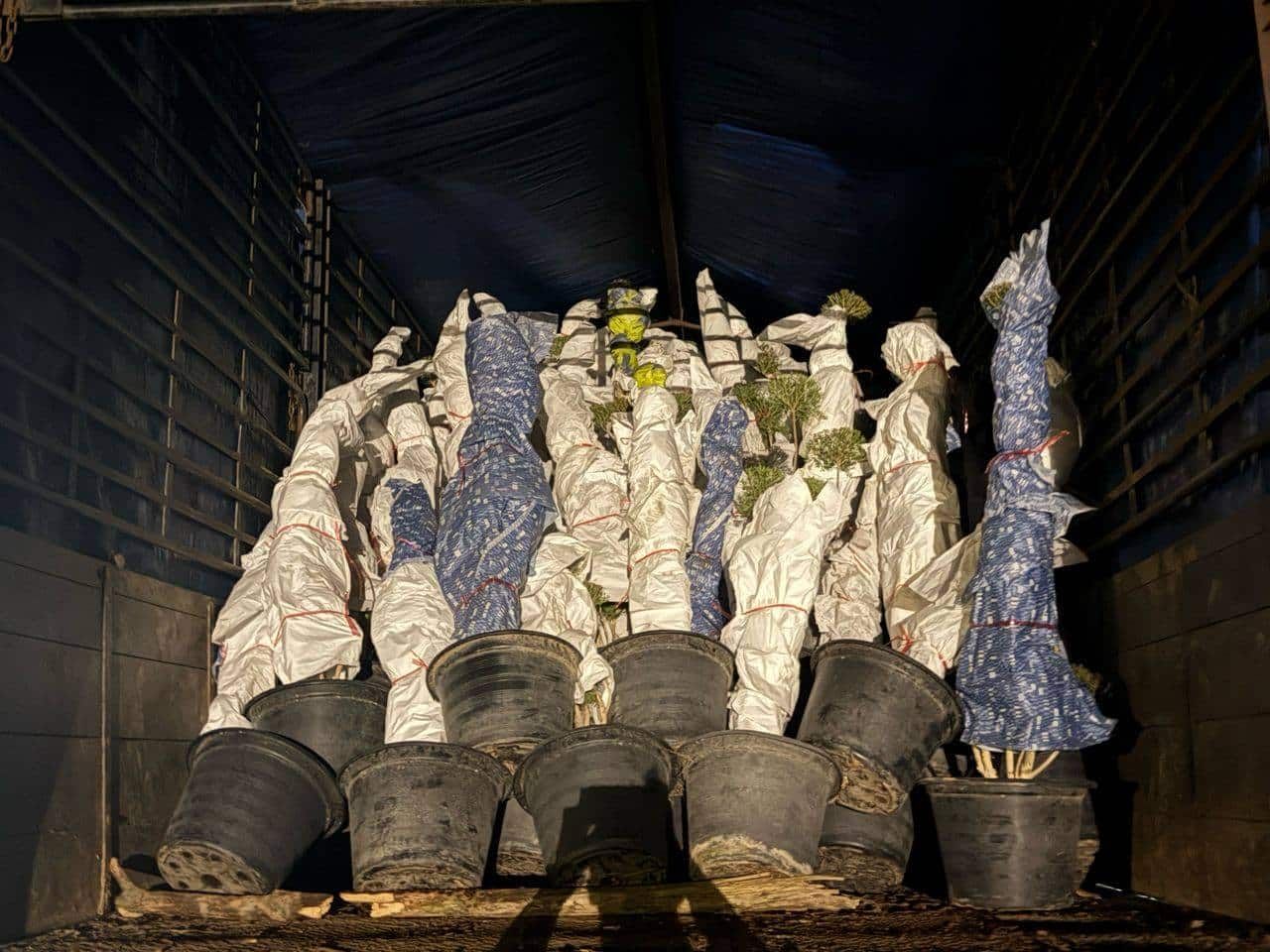 行动部队突击截查走私罗里  起获2780棵盆景树.逮1本地男