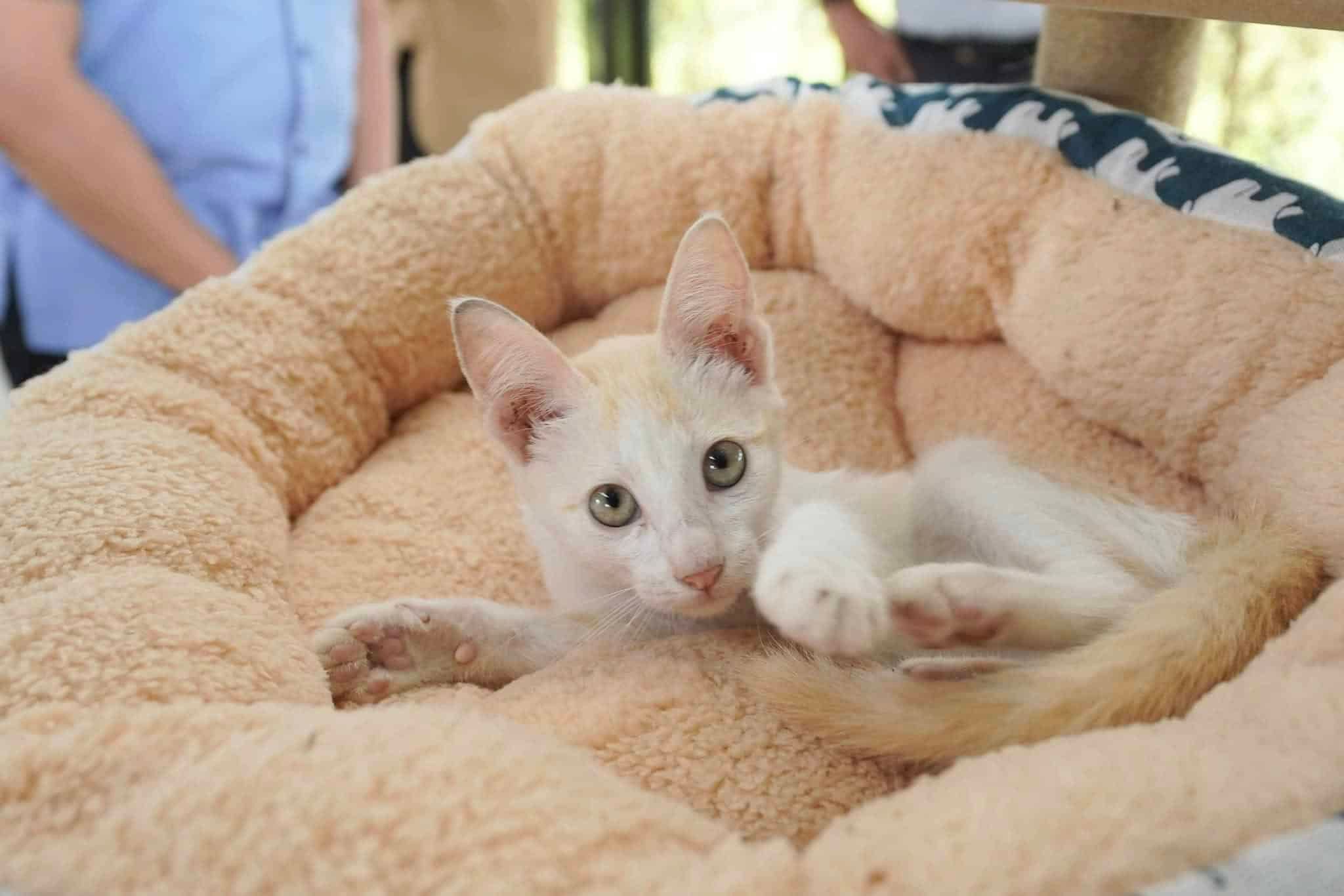 巴生武吉拉惹镇猫咪公园   本周日办开放日