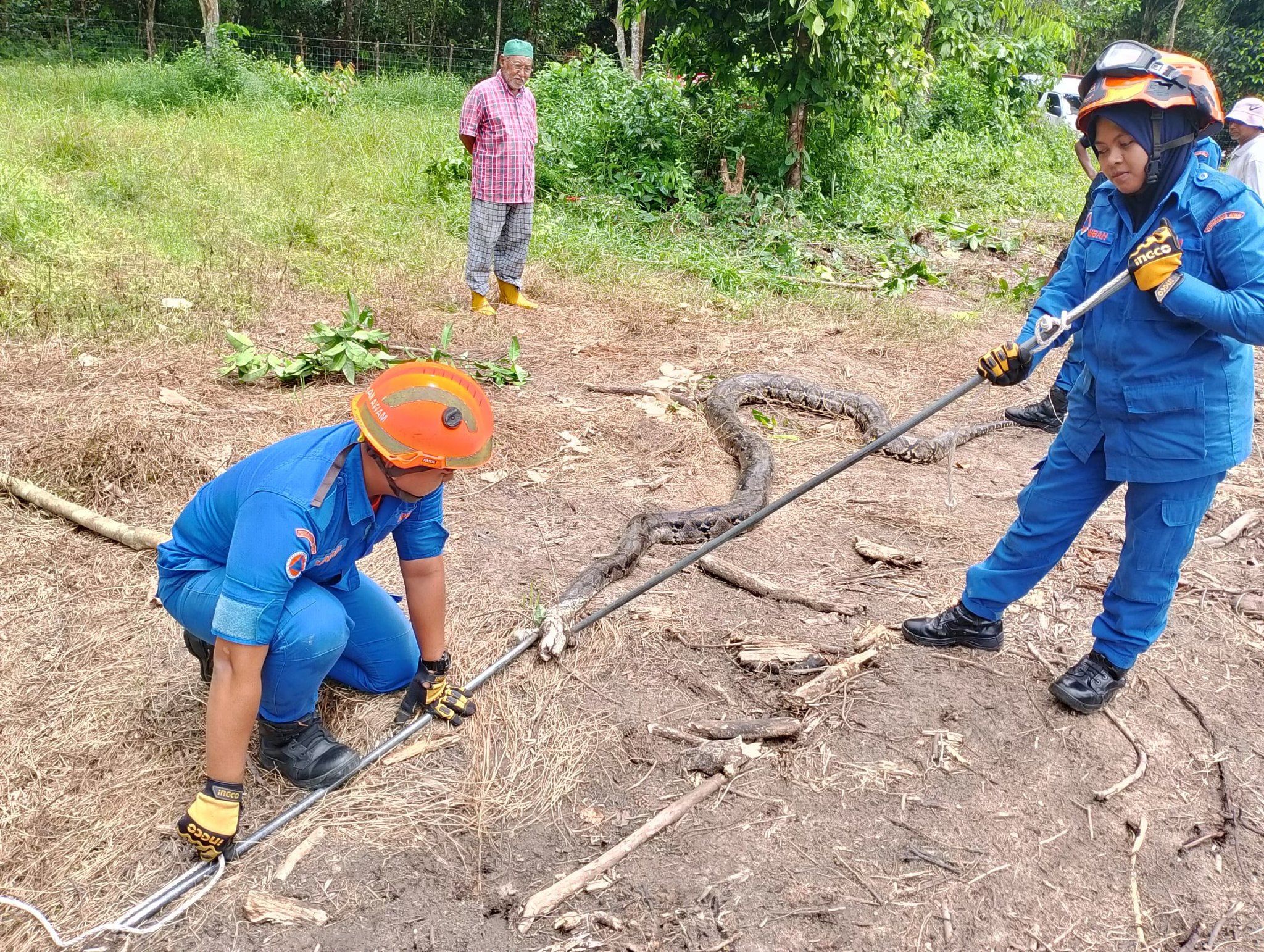 干旱天气狂出没  丹州每日30宗野蛇出没案