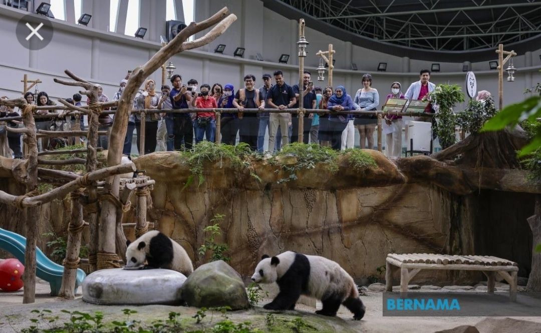 旅居我国近11年归期已定 大熊猫兴兴靓靓敲定5.18返华