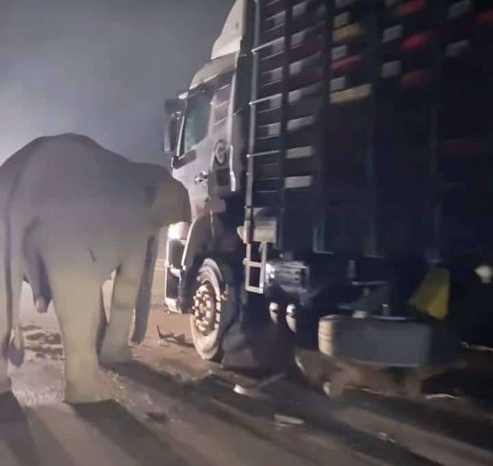 小雄象今晨被撞毙  母象欲推开货柜罗里不果