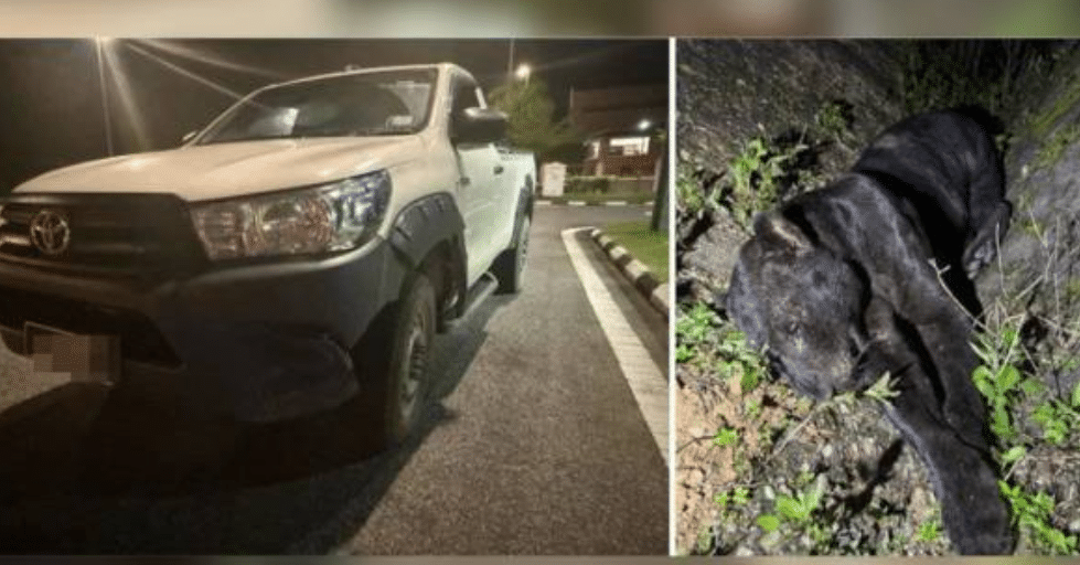 வாகனம் மோதி கருஞ்சிறுத்தை பலி