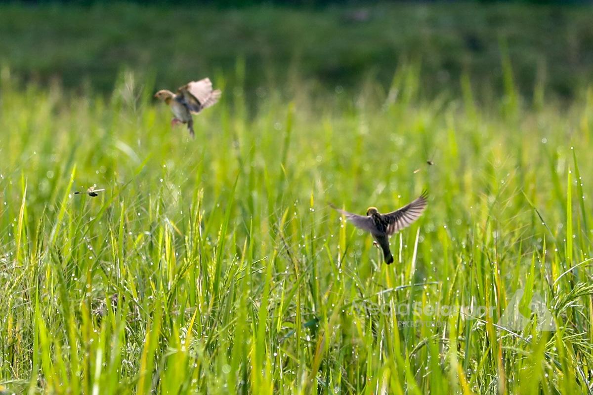 Mini Bird Race vital to educate society on migratory birds, environmental conservation — Shah Alam Mayor