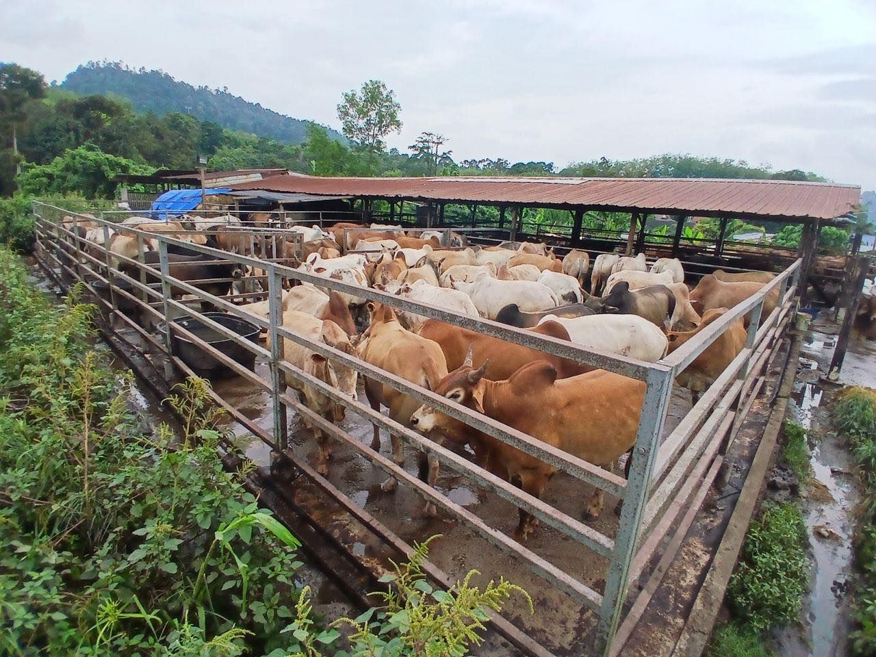 冷岳河畔养牛疑污染水源　LUAS开档调查建议罚款