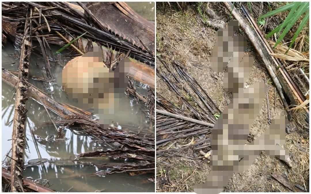 油棕园发现人类骸骨  缺两手掌.警吁民众助查身份