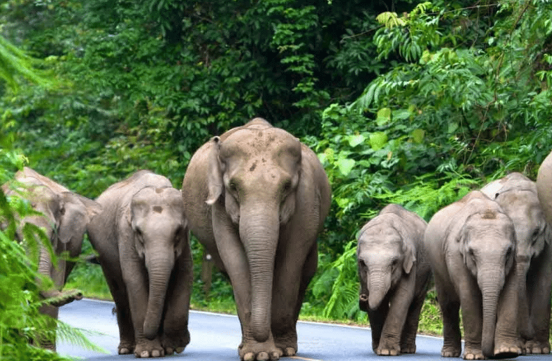 கிழக்கு மேற்கு நெடுஞ்சாலையில் வனவிலங்குகளுக்கு உணவளிப்பதை நிறுத்த வேண்டும்