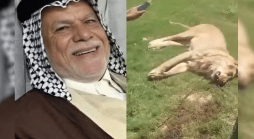 வளர்ப்பு சிங்கம் தாக்கி ஆடவர் பலி