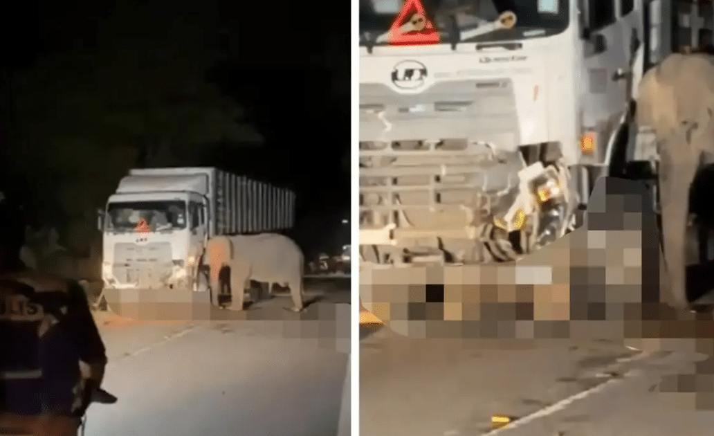 யானை குட்டியை மோதிய சாலை விபத்தில் எவ்வித கவனக்குறைவு அம்சங்களும் இல்லை