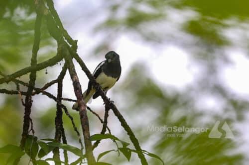 Aktiviti fotografi di Hutan Simpan Kota Damansara dibenarkan, patuhi peraturan