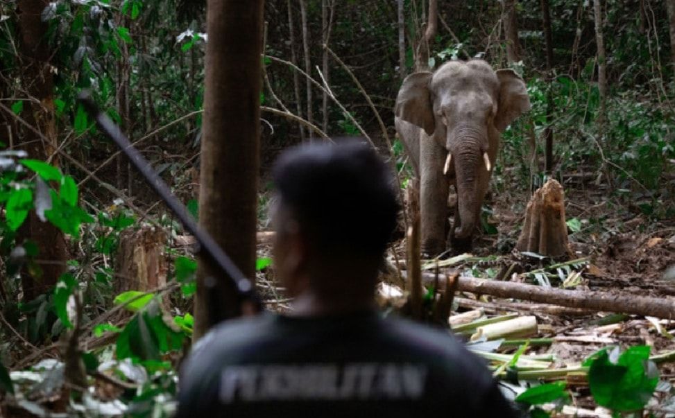 2361野生动物5年内命丧公路  拨款增至2.5亿扩大森林保护区
