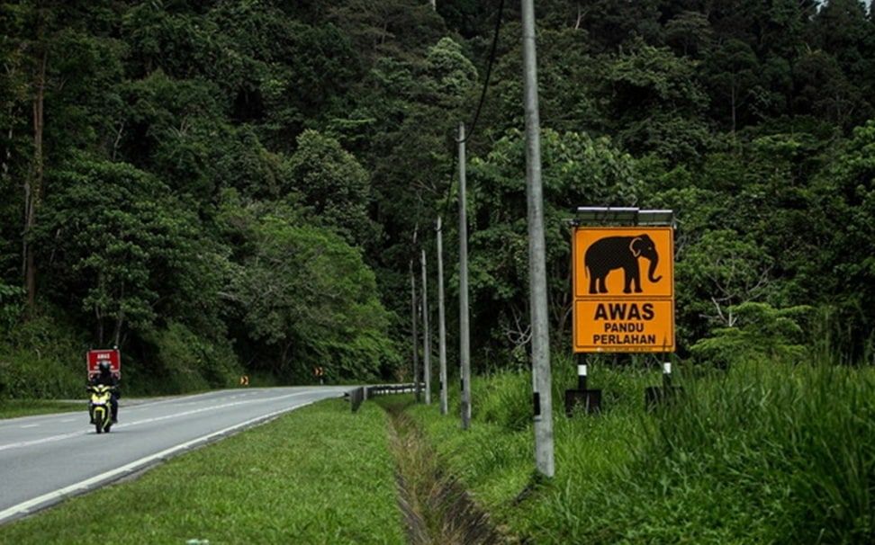 霹动保局：象群晚上活跃觅食  小车避免夜间使用东西大道