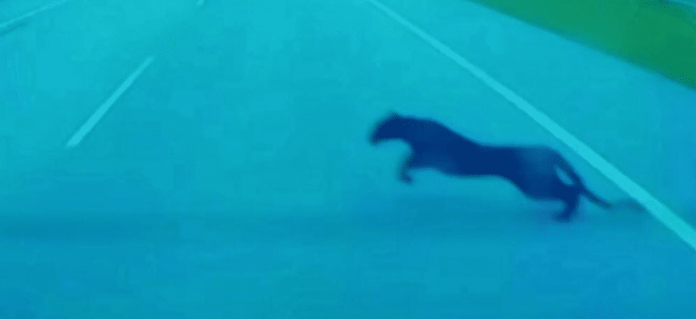 தெமியாங் - பந்தாய் சாலையை கருஞ்சிறுத்தை ஒன்று கடந்து செல்லும் காட்சி வைரலானது