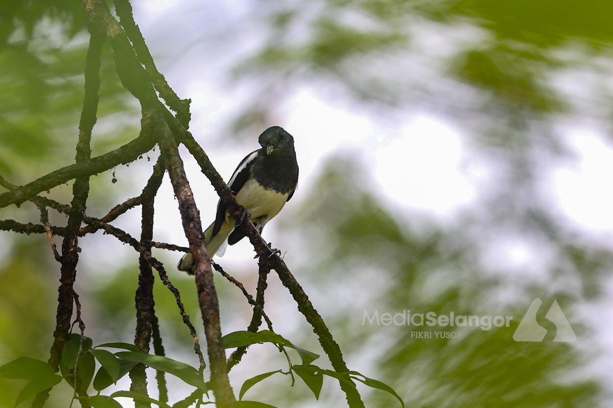 Burung, lensa dan alam: Program cerapan semai cinta biodiversiti (FOTO ESEI)