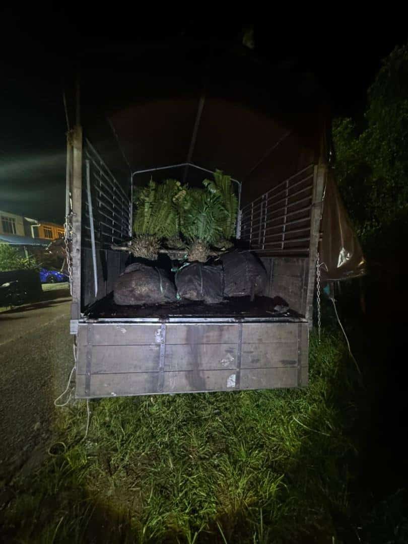 PGA gagalkan cubaan seludup 9,000 anak pokok durian Black Thorn dari Thailand