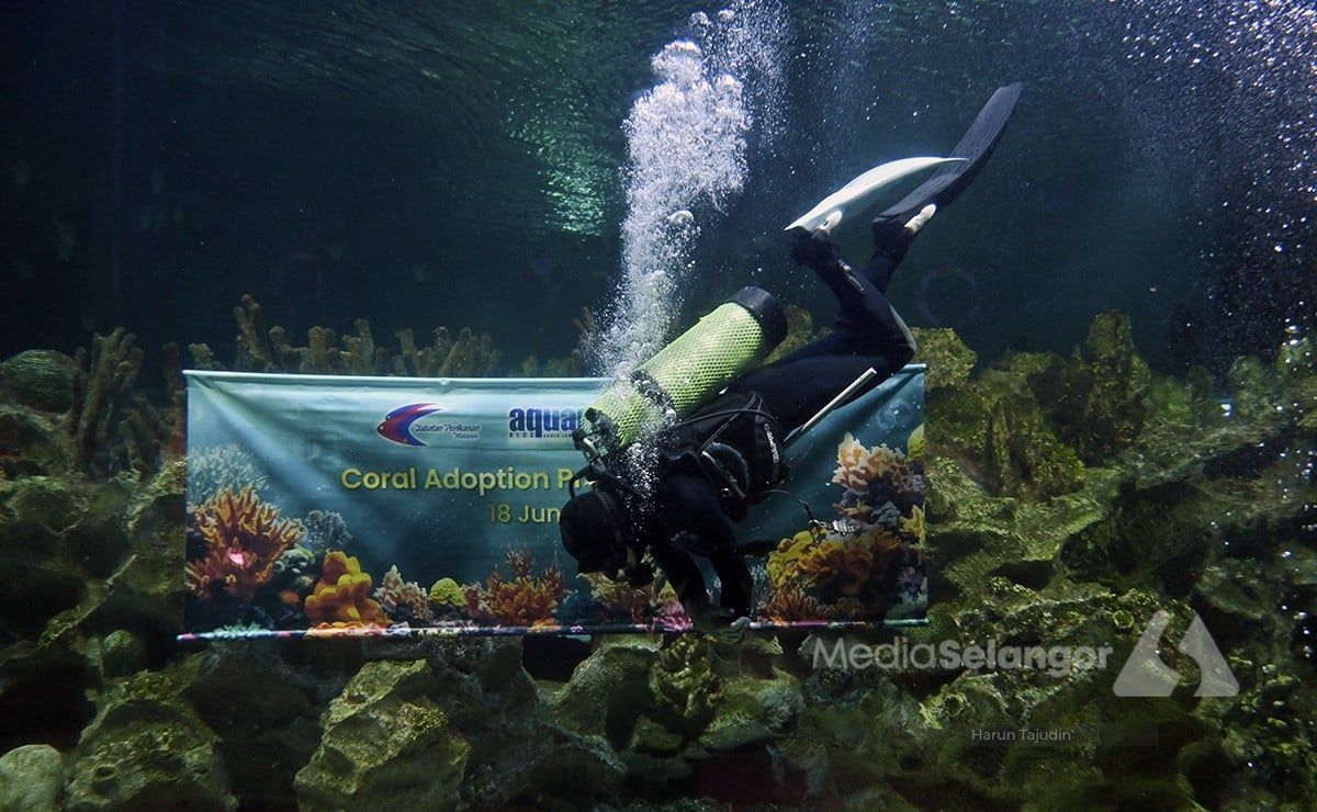 携手保育比农岛海洋生态 KLCC水族馆种植千株珊瑚苗