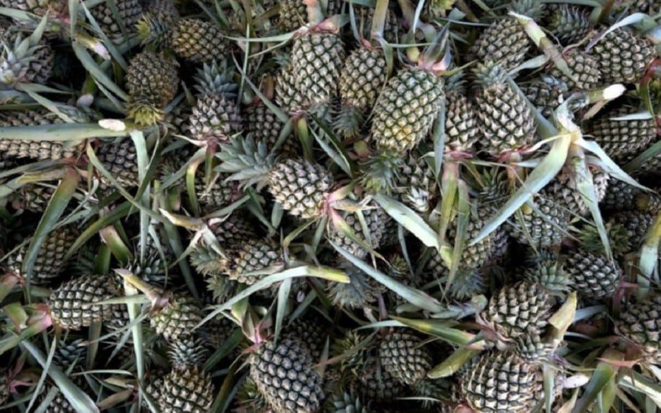 拟申请第13大马计划拨款  黄梨局设5废料处理中心