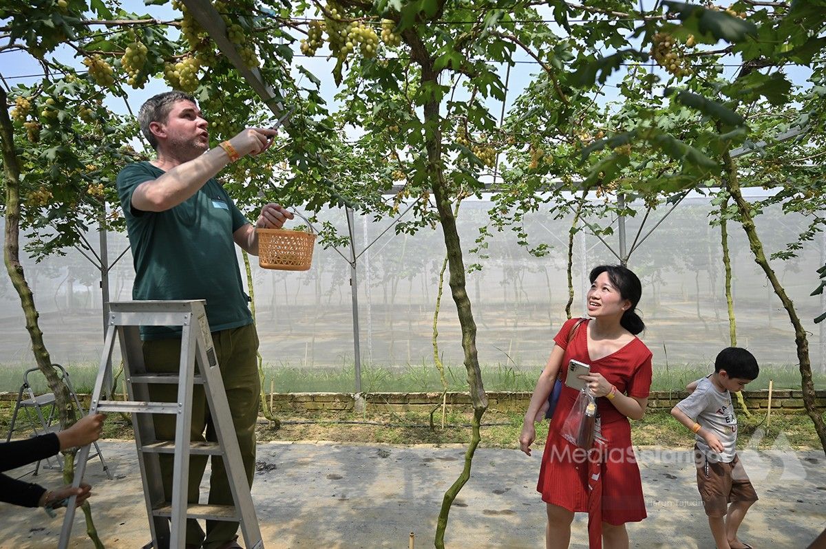 学校假期人潮涌入每日破千访客　雪州水果谷串串葡萄成焦点