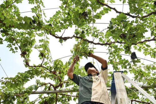 ‘Extraordinary response for VSY2025 agrotourism products’