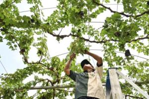 SFV catat rekod 2,396 pengunjung sehari sempena cuti Hari Malaysia