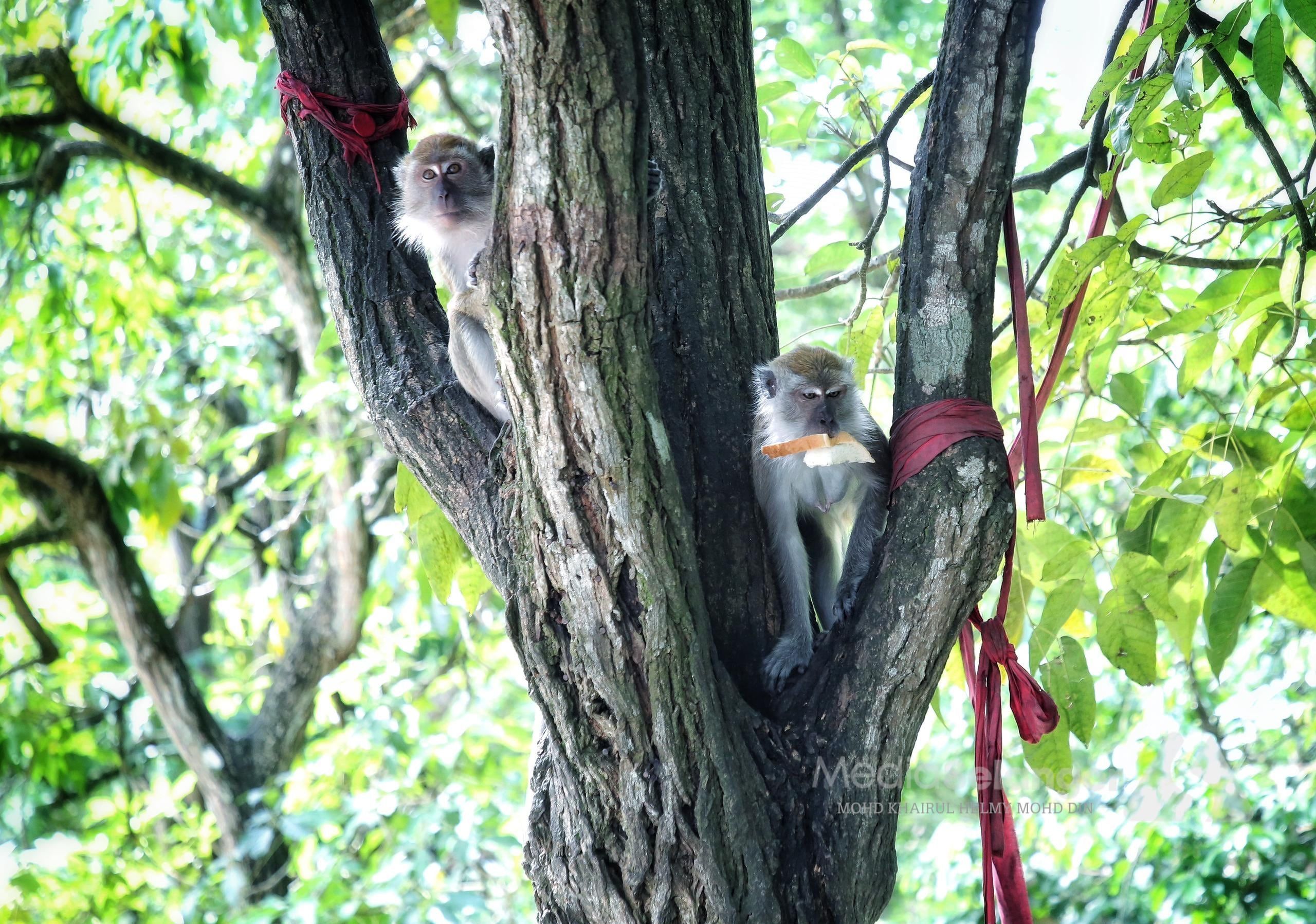 （视频）孙悟空子孙大闹蒲种社区  干扰公寓学校·居民怒喊别喂食！