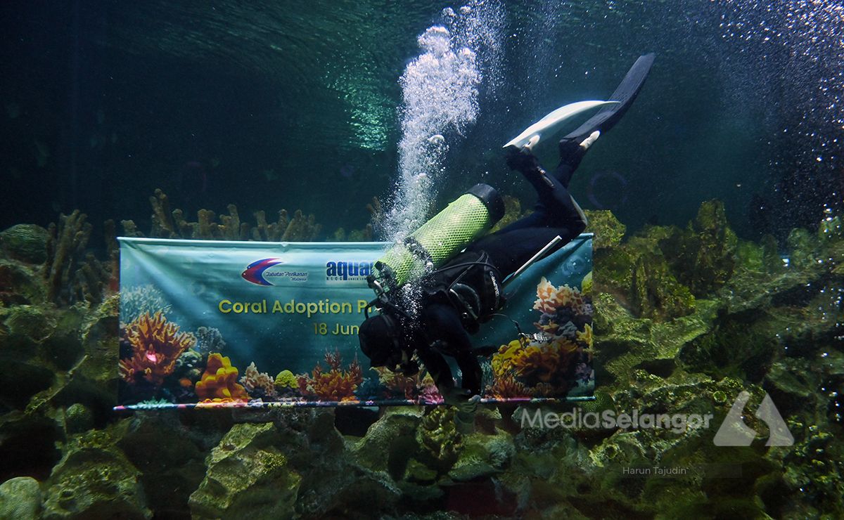Sasar 3,000 terumbu karang pulih menjelang 2027 di Pulau Bidong