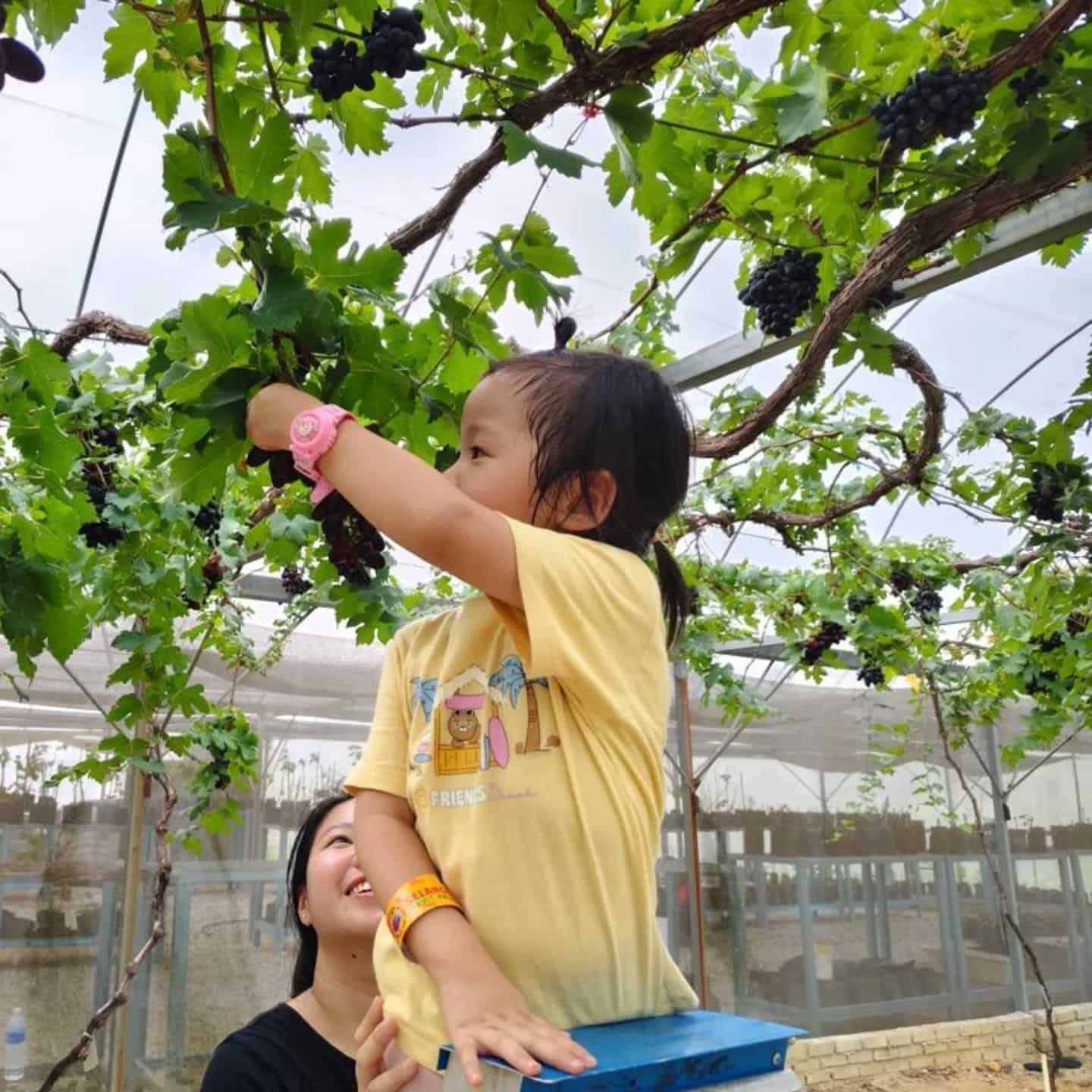 雪州水果谷葡萄成熟了 家长可趁假期带孩子来采收