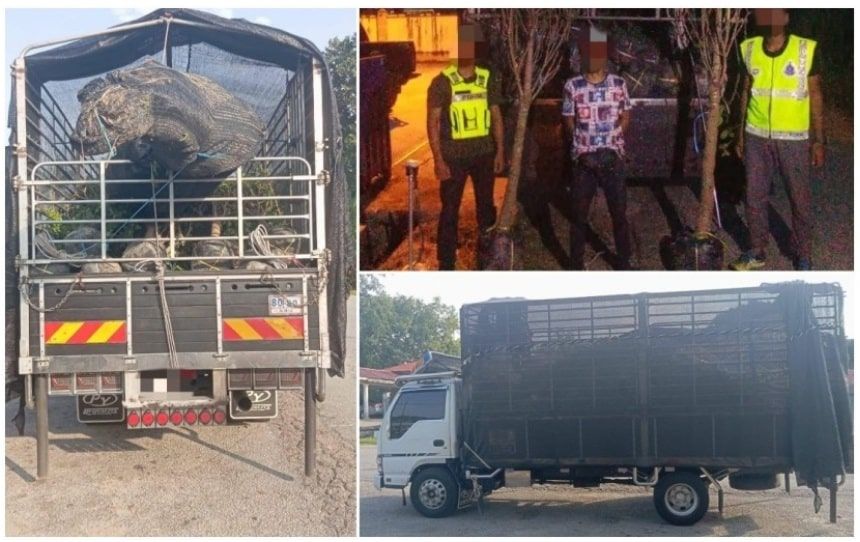 警方捣破走私案捕一男子   起获市值75万观赏植物