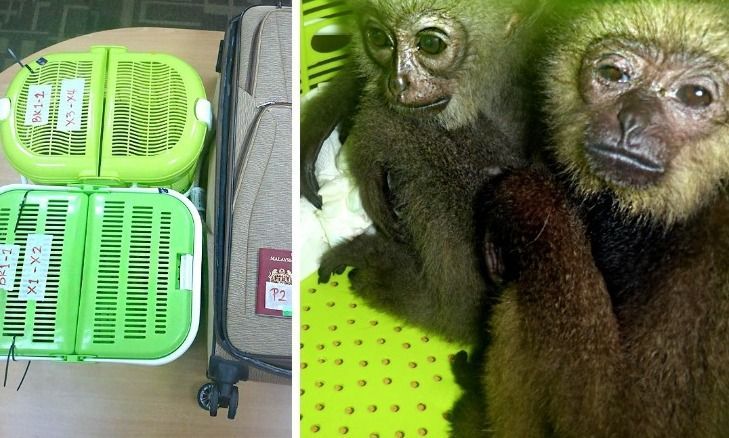 涉嫌走私4只黑掌长臂猿出境 本地男在KLIA落网