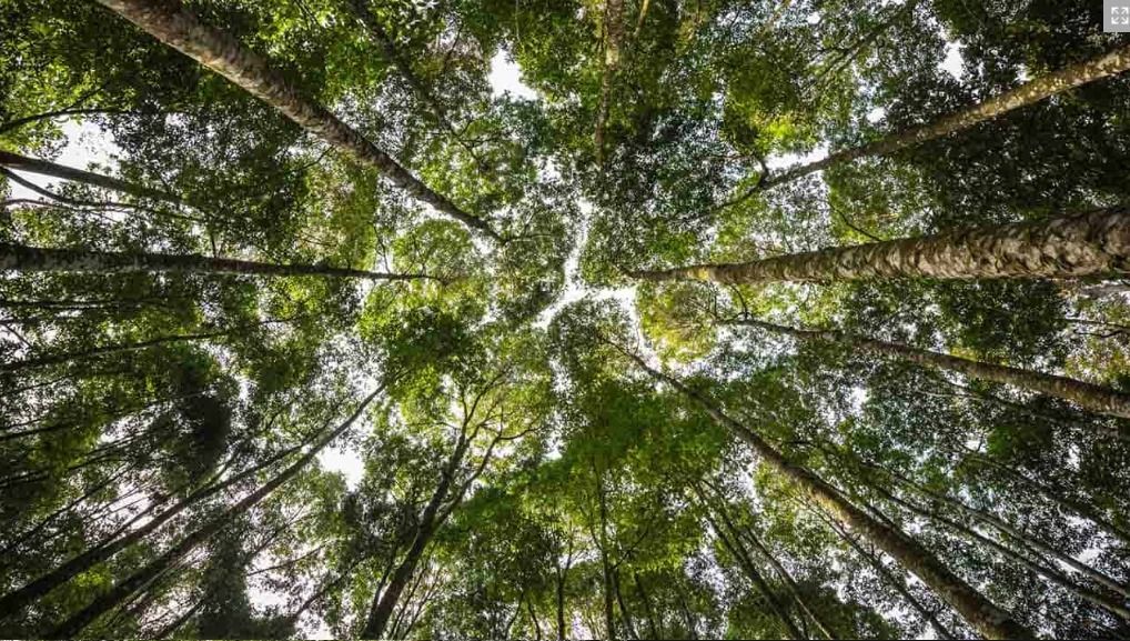 雪州森林公园列入世界遗产   巩固生态旅游地位迈国际绿色典范