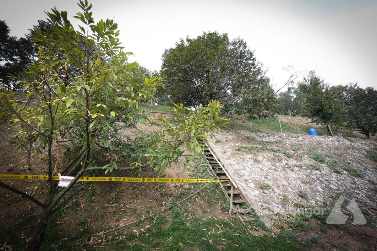 蒲种山坡变“私人榴莲园”　 居民怒斥农药呛鼻.草皮枯死