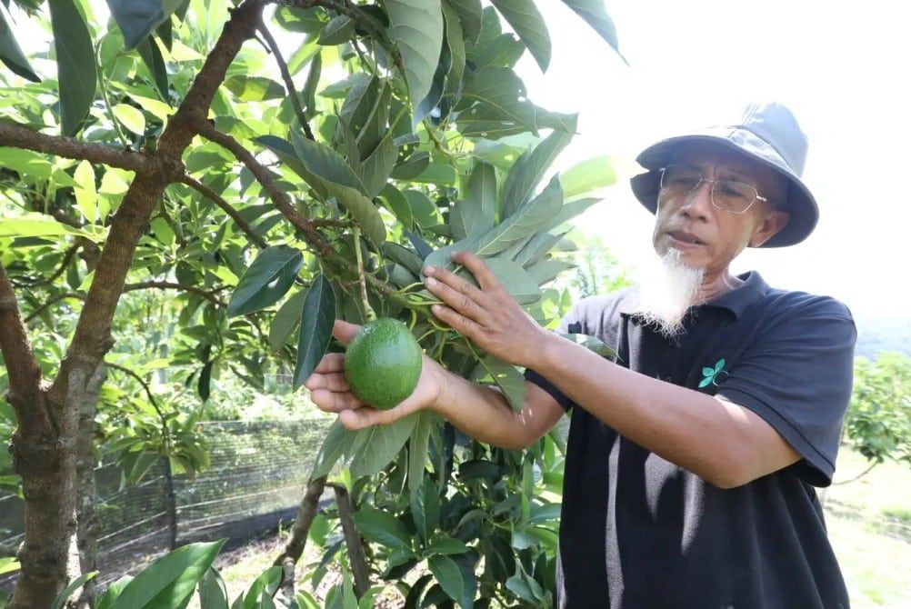 旅游“种”出新人生　农友新古毛栽出牛油果园