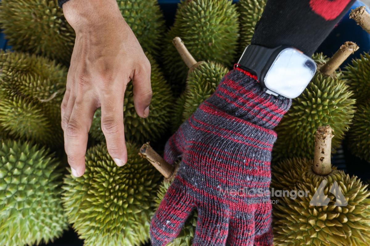 Lambakan raja buah: Musim dinanti, rezeki dituai (FOTO ESEI)