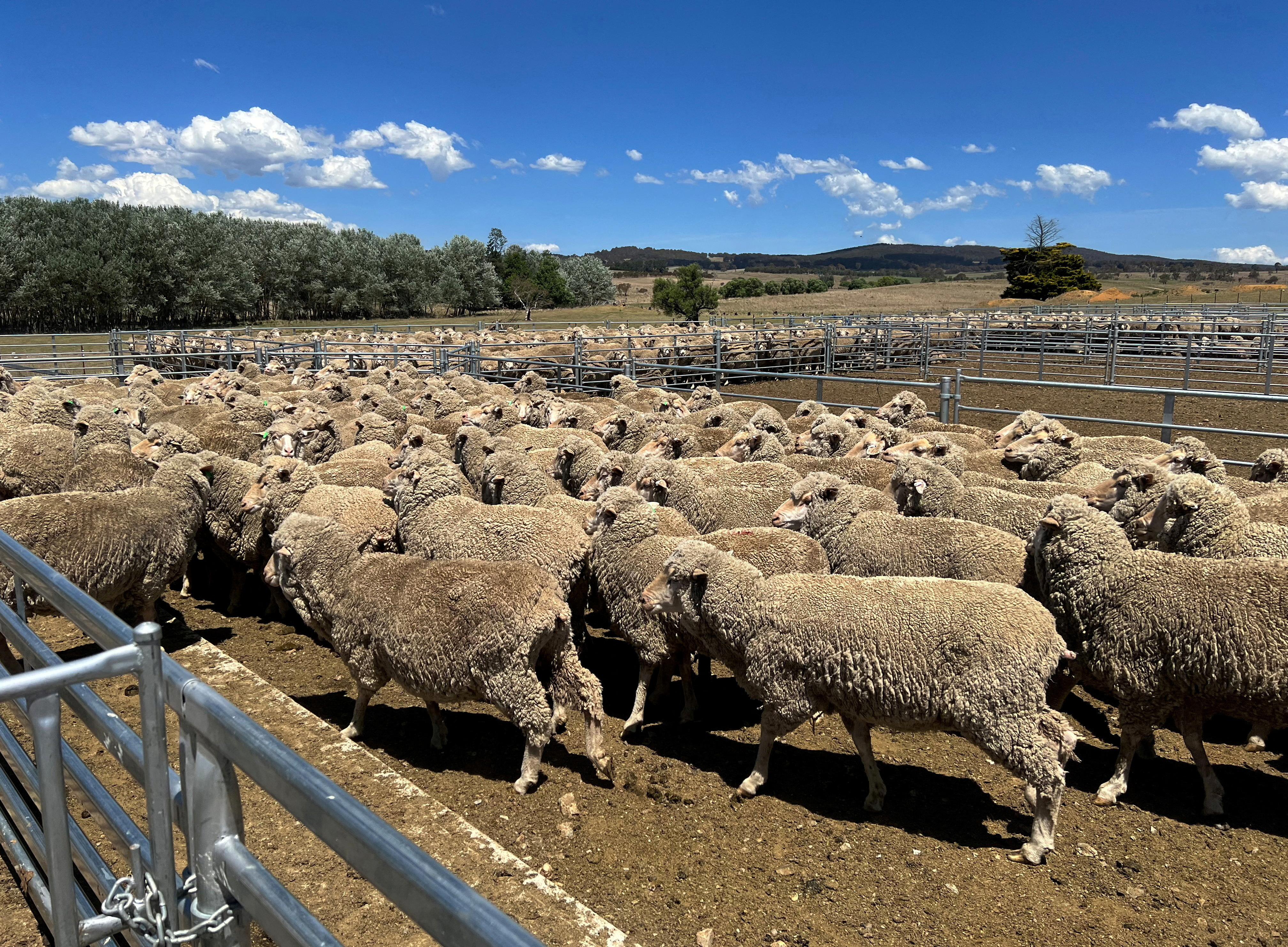 Australia’s red meat industry drops 2030 carbon neutrality goal