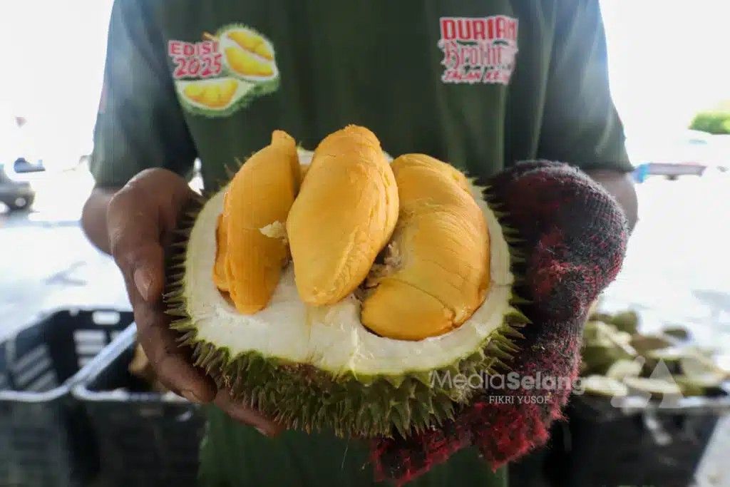 部分榴莲价格微涨  业者：需求旺盛未滞销