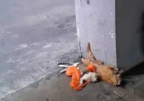 组屋多只猫咪被毒害 居民促执法单位调查