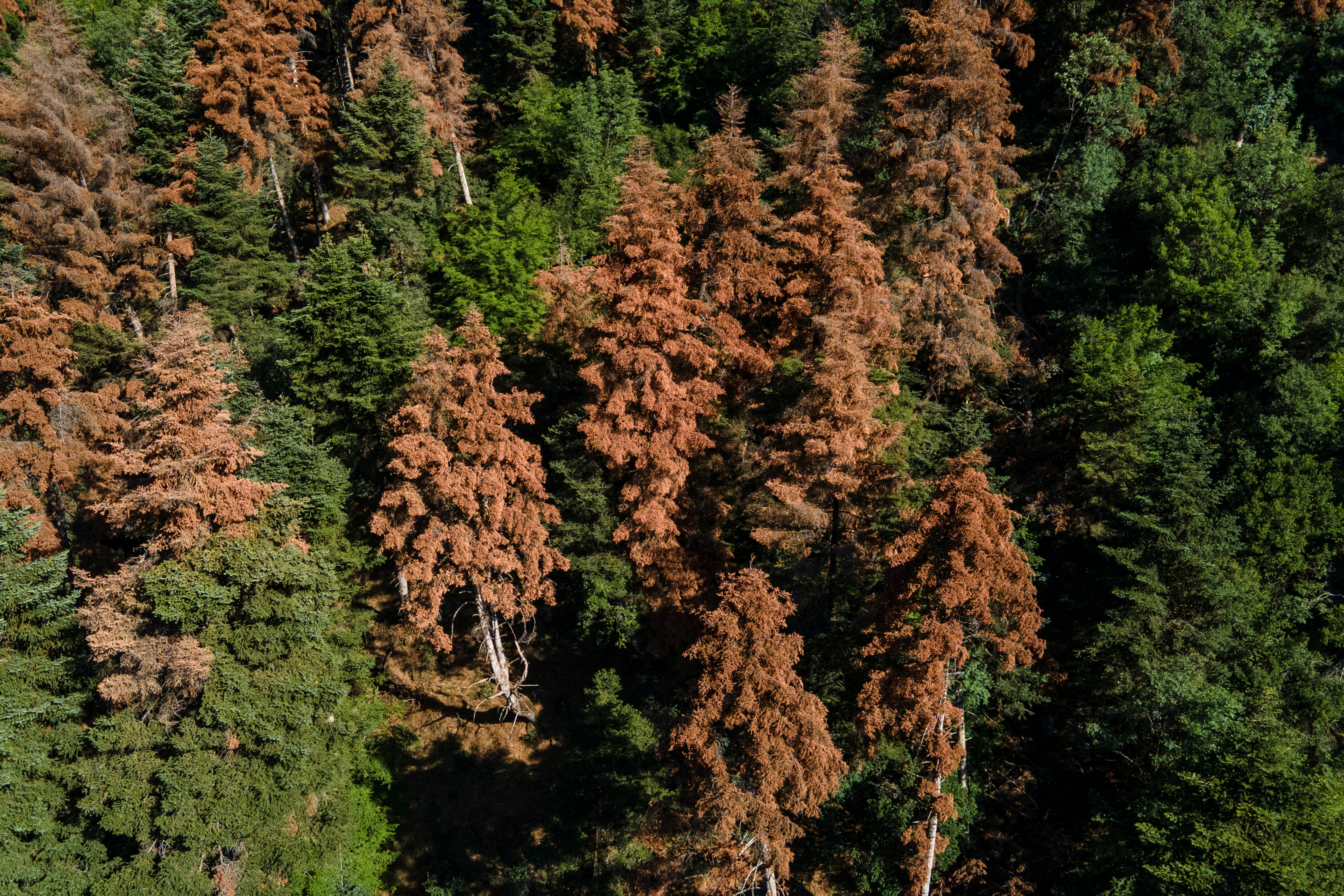 EU climate goals at risk as ailing forests absorb less CO2, scientists say