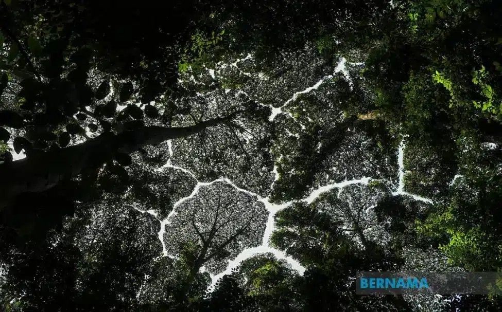 FRIM雪州森林公园列世遗   生态旅游魅力升级助攻旅游年