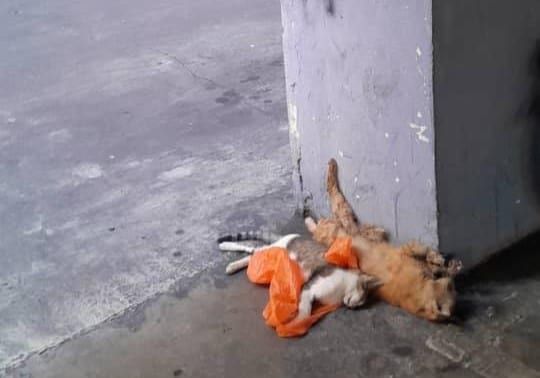 Penduduk Seri Nilam gesa siasat segera kes kucing diracun, dibuang dari tingkat atas