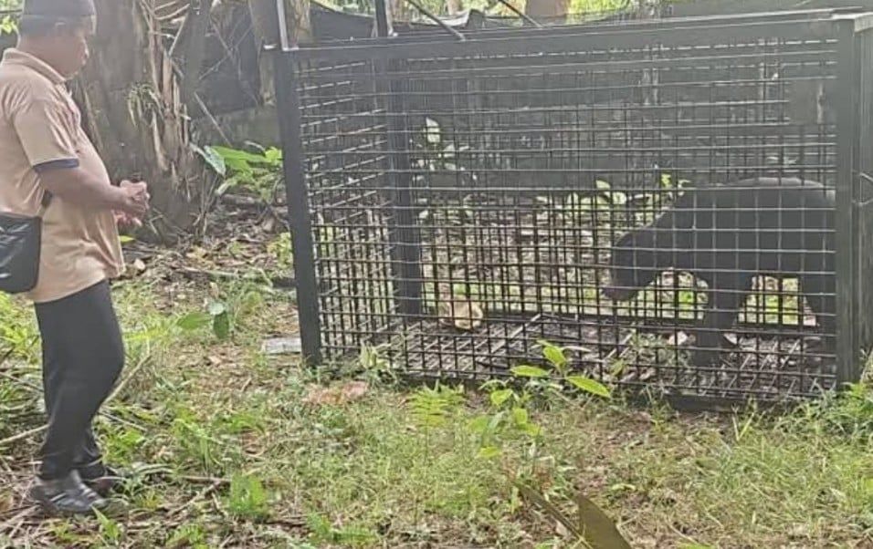 马来熊频频出没甘榜油棕园    动物保护局设陷阱顺利捕获