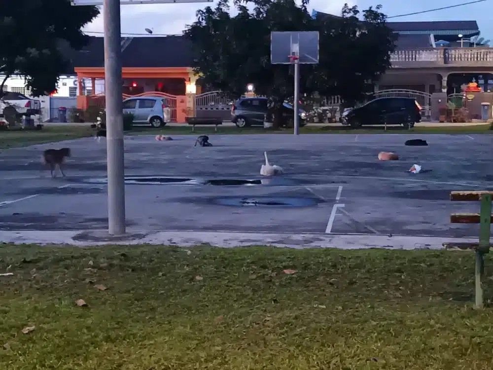 தெருநாய்களுக்கான சிறப்பு பராமரிப்பு மையம்