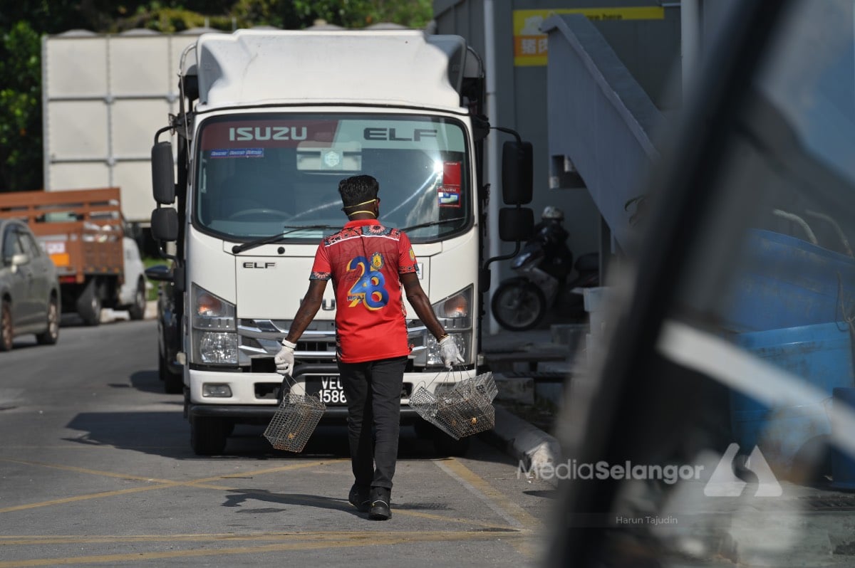 Tikus mengganas ketika cuaca panas?