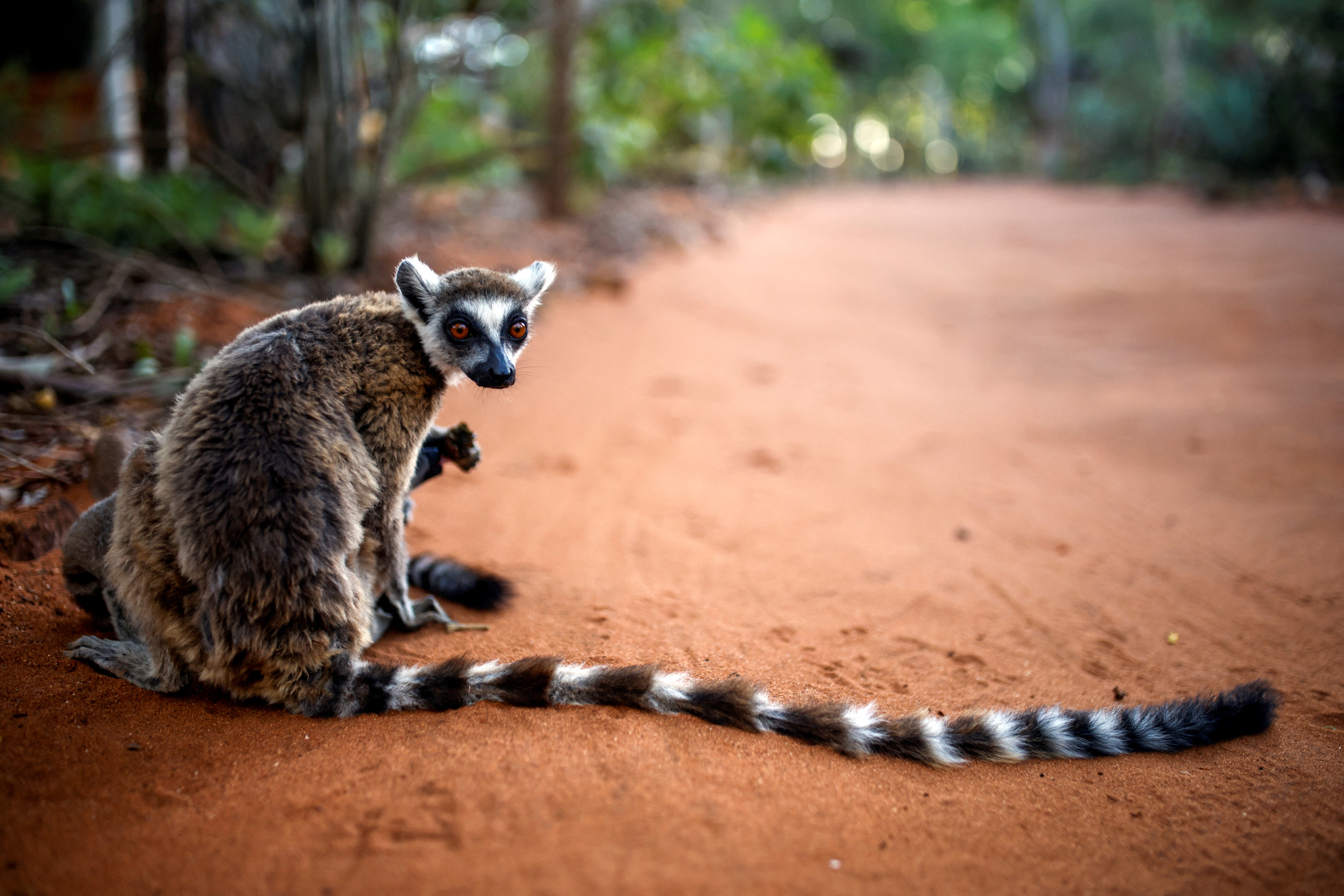 World’s oldest climate fund targets wildlife bonds for every African country