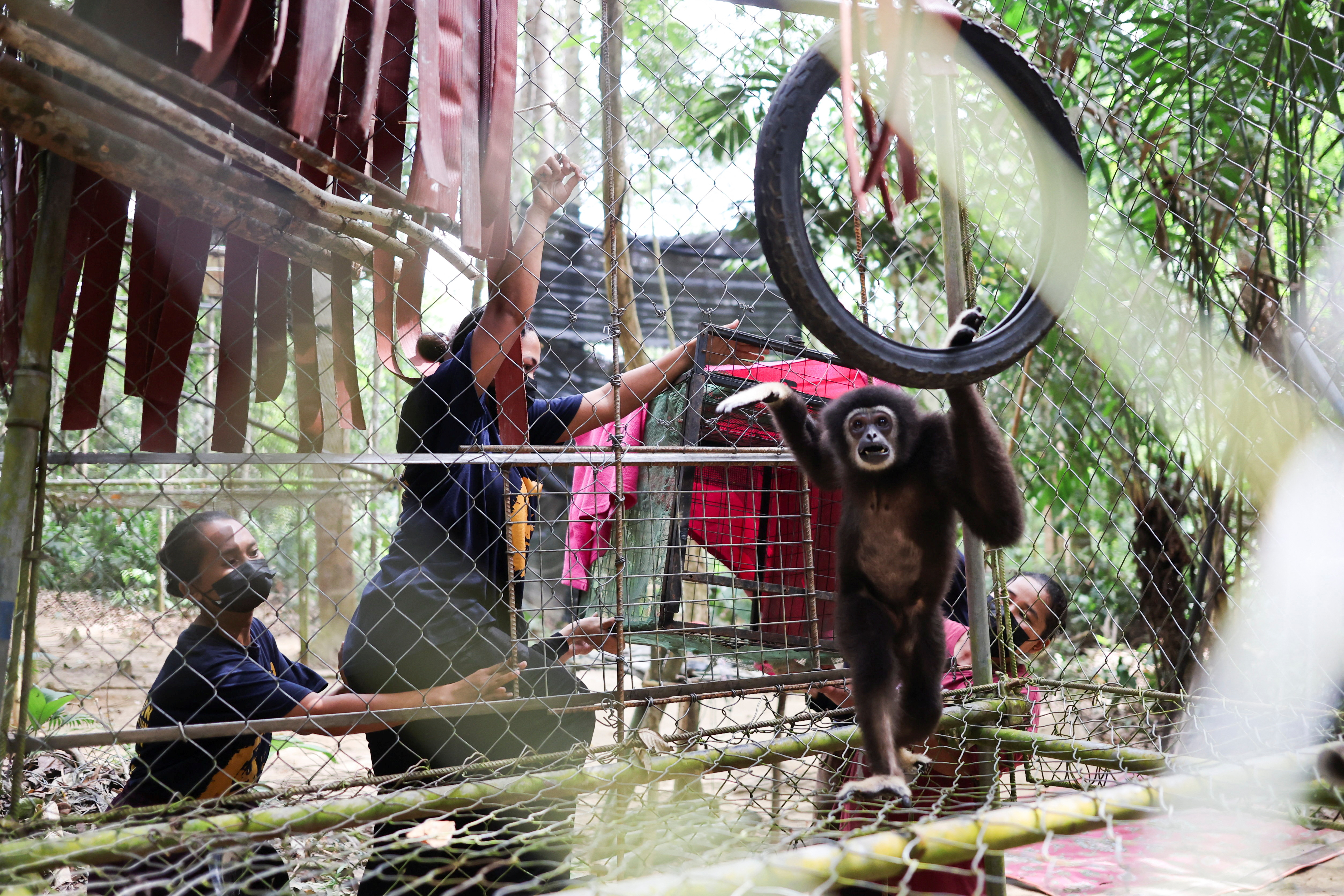 Orang Asli women defy tradition to protect endangered gibbons