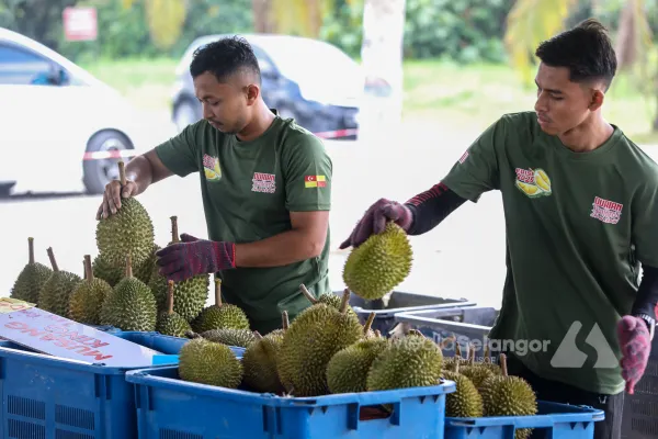 Harga durian jatuh: PM bawa isu akses pasaran ke China bulan depan