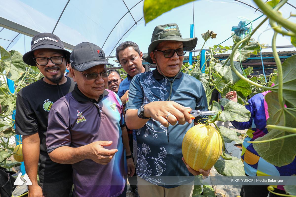Manis, rangup: MeloSel buah premium Selangor tarik permintaan tinggi