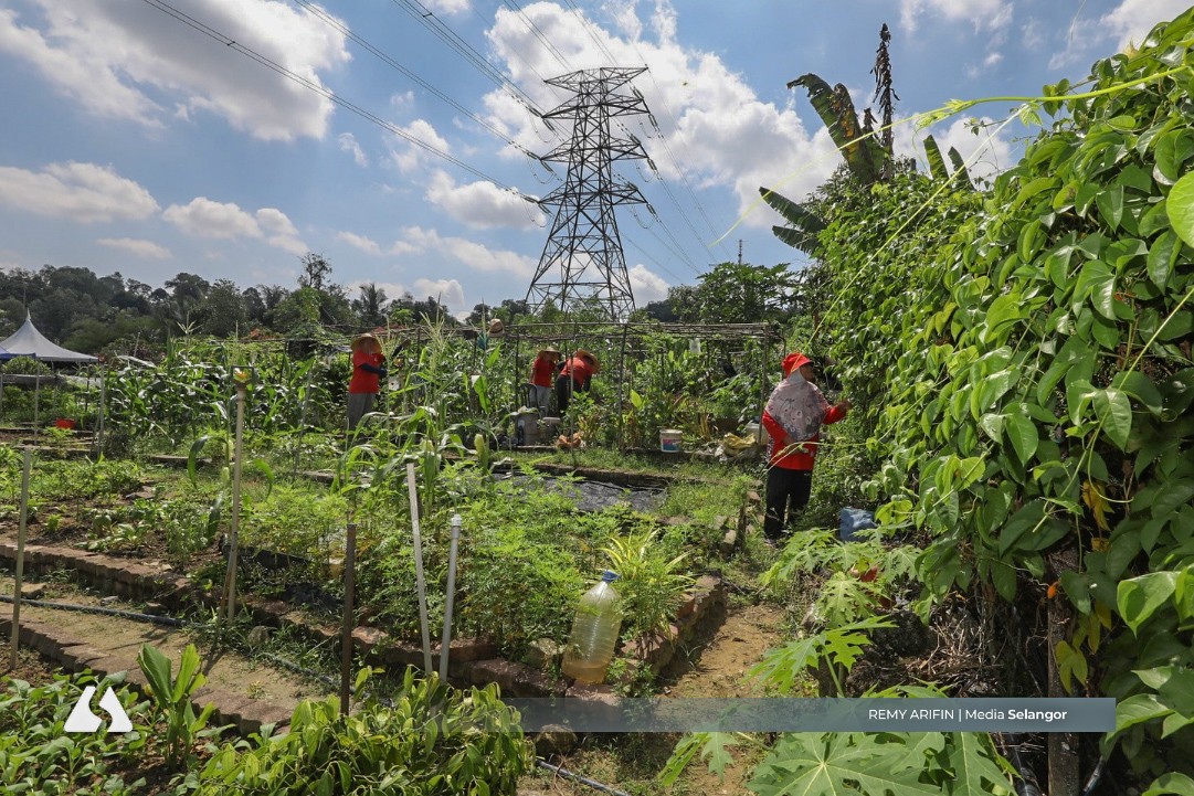 Pesona kebun komuniti Shah Alam
