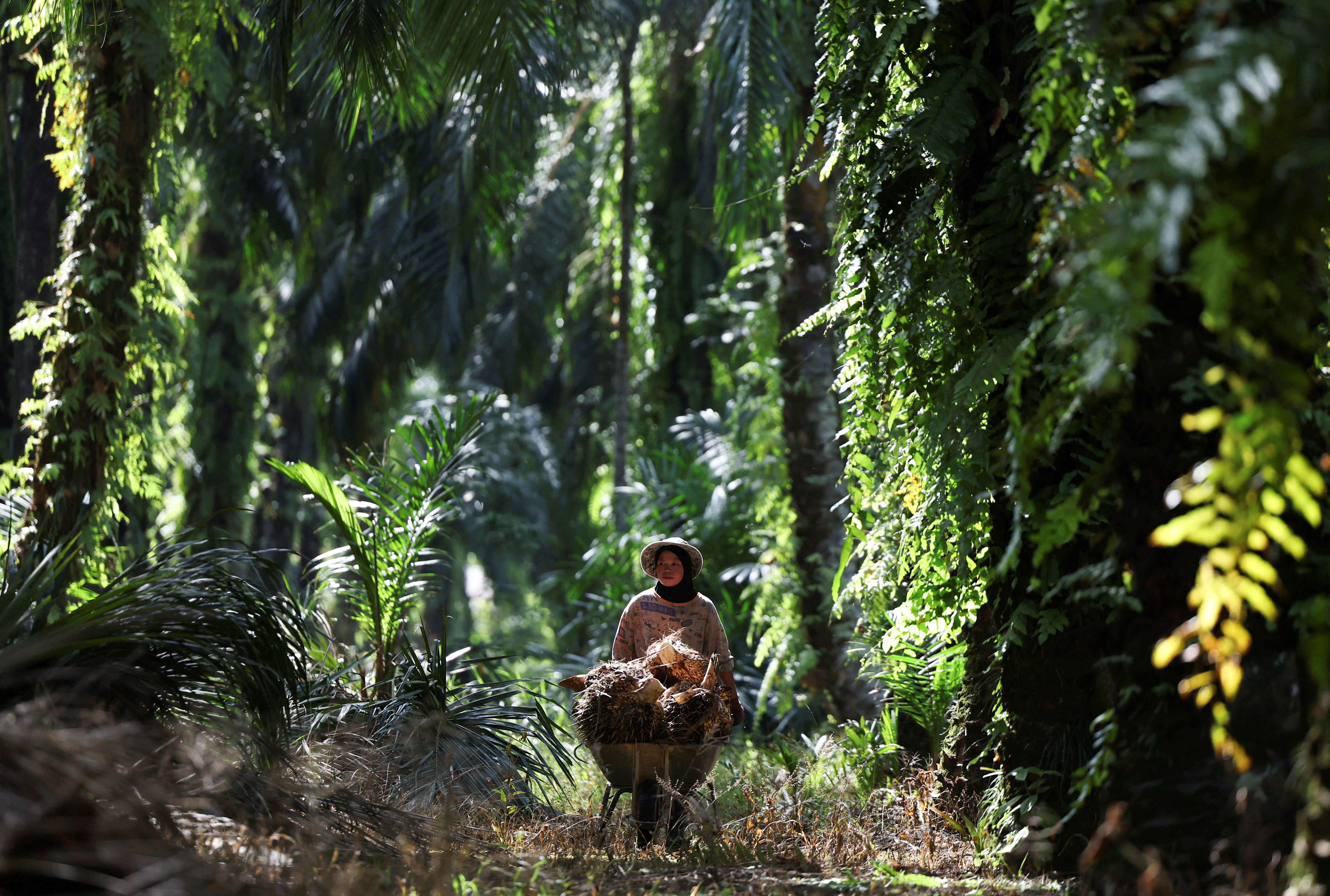 Old trees, ageing farmers worsen outlook for top palm oil exporters