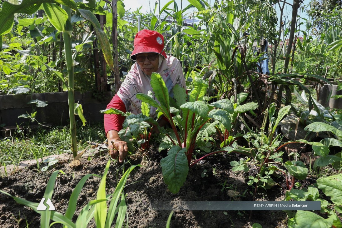 Pesona kebun komuniti Shah Alam