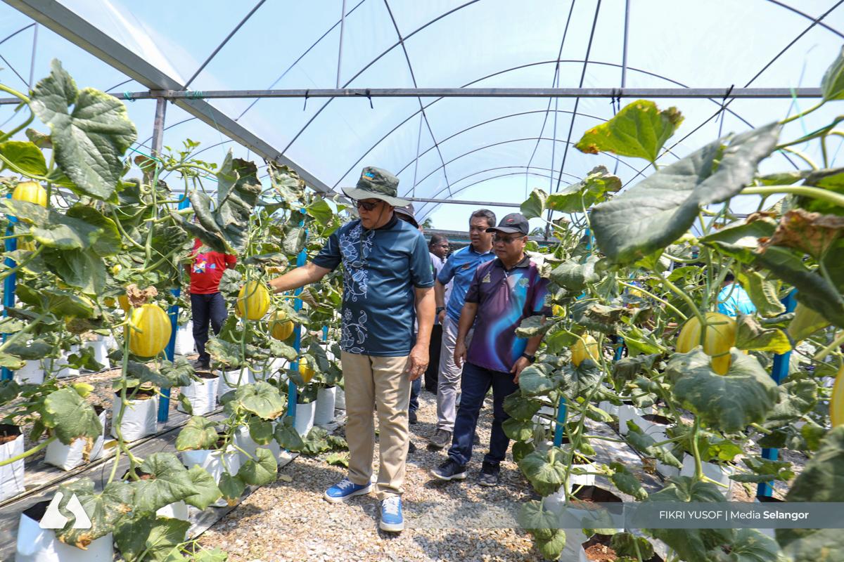 Tanaman MeloSel dipertingkat, Kuala Langat pusat tanaman terbesar